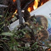 A Secret Sorrow Burning