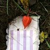 Book in the ground