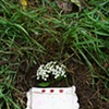 Book in the ground
