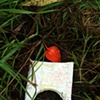 Book in ground