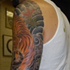 tigermaples3