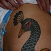 peacock