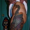 peacock1