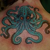octopus