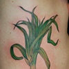 leek