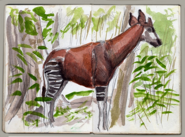 Okapi/Bronx Zoo