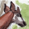 Okapi/Bronx Zoo