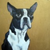 Boston Terrier Portrait on Gold
Private Collection  