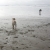 dog, cannon beach 
