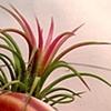 Beach Air Plant