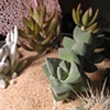 terrariums