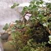 Creeping Fern