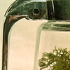 Syrup Moss