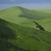 Field