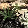 Black Succulent