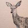 White Deer