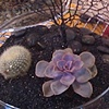 Various