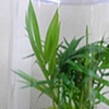 Palm