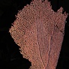 Sea Fan