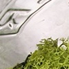 Moss Jar