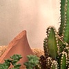 Small Desert
