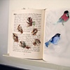 Avian Fancy, detail of bird book