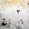 Growthplate