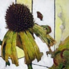 Part of the Field (detail 03)