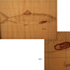 Herring