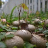 mushrooms