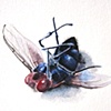 dead fly