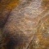 The Creature's Skin