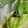 Leafy Forest