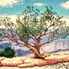 Bristlecone