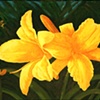 Stella d'Oro