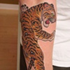 tiger