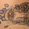 tigerhead