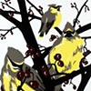 Winter Waxwings