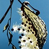 Milkweed