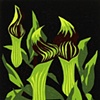 Jack in the Pulpit