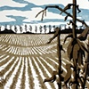 Remnants of the Harvest
