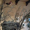 Bird's Nest #1