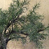 Root Tree