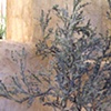 Sage Tree