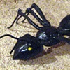 Ant