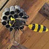 Wasp