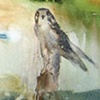 Falcon Poet