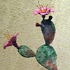 Potted Cactus