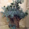 Stump Tree