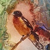Grosbeak Visited